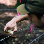article image - Bear Survey Connecticut